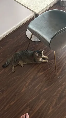 Friendly indoor tabby cat - looking for a new home