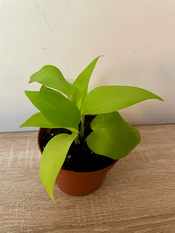 Neon Pothos