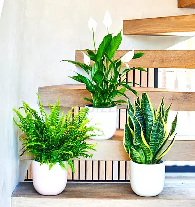 Set of 3 indoor potted plants (Peace Lily, Snake Plant, Fern) - ready to display