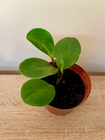 Peperomia small