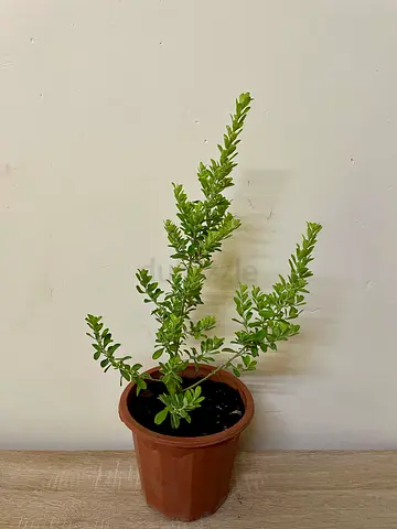 Texas sage
