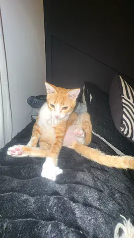 Young orange & white kitten looking for a home