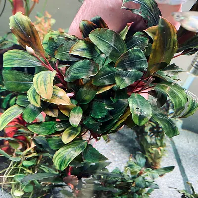 Aquarium plants for sale