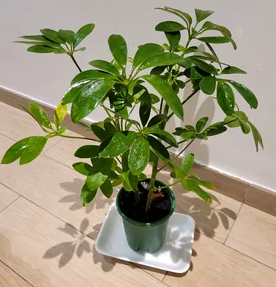 Umbrella Plant - Indoor Plant