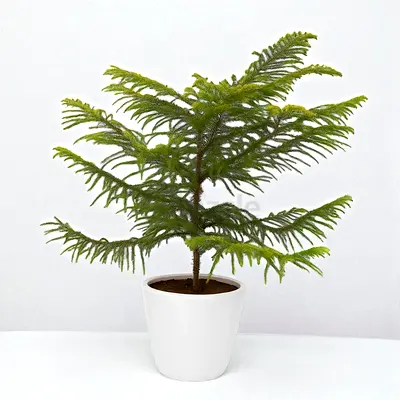 Araucaria Heterophylla (Star Pine/Triangle Tree/Living Christmas Tree)