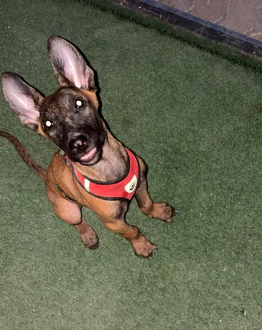 Young Belgian Malinois puppy K9