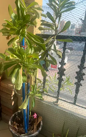 Indoor / outdoor potted succulent/tree (easy-care) -for sale
