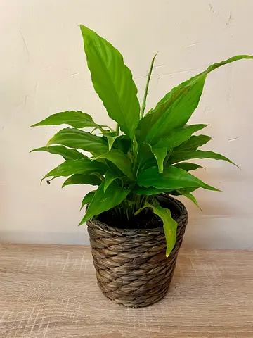 Peace lily with pot