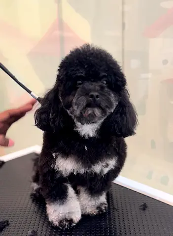 POODLE RARE COLOR PHANTOM