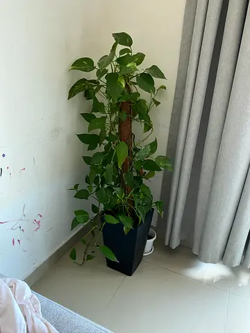 Large indoor pothos (money plant) in black planter — healthy climbing vine