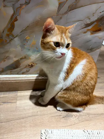 Friendly orange and white cat looking for a new home