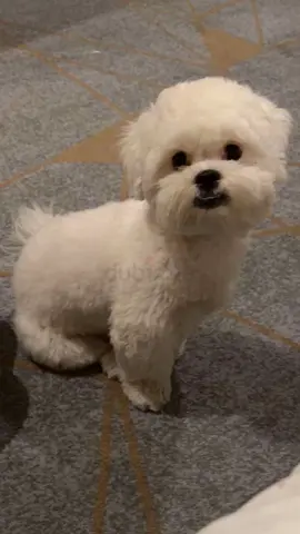 Dog for adoption for free