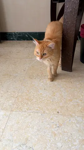 Cat for adoption