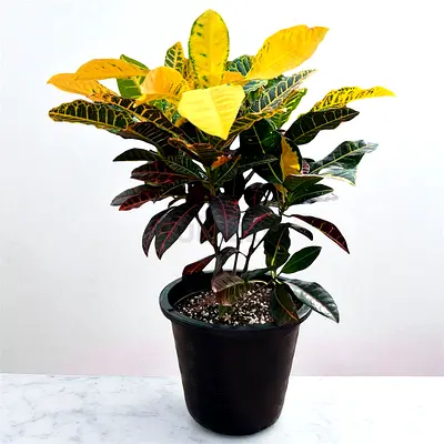 Croton (Codiaeum) variegated indoor potted plant - healthy