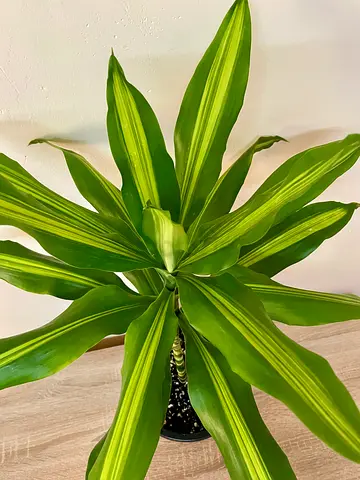 Dracena
