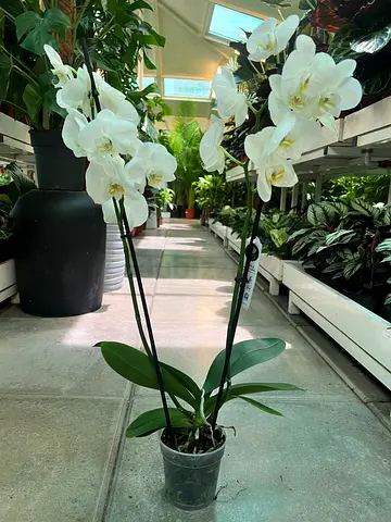 White Phalaenopsis Orchid - Healthy Blooming Plant (2 Stems)