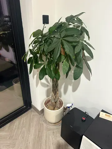 House Plants x6