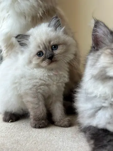 Persian and Himalayan kitten for adoption