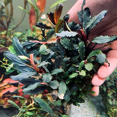 Buce Plant