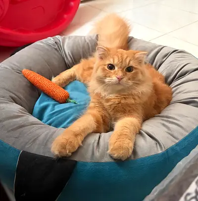 Kittens for adoption