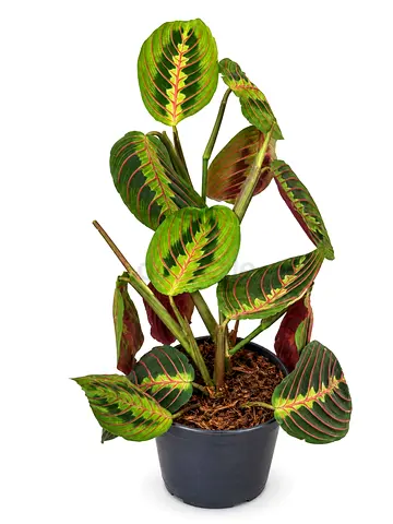 Prayer Plant (Maranta) – Holland
