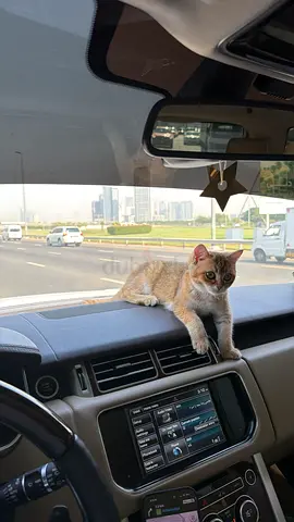 Young kitten looking for a loving home - friendly and calm