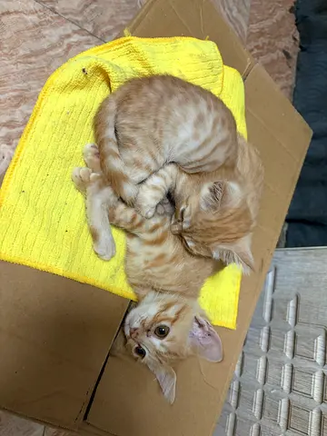 Kittens for adoption