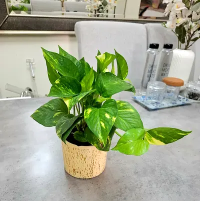 Healthy Golden Pothos (Epipremnum aureum) in Decorative Pot