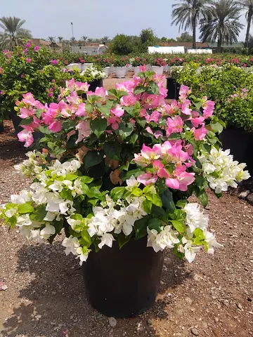 Large potted bougainvillea plant — pink & white, healthy