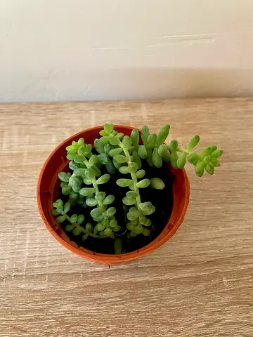 Burro's tail - small