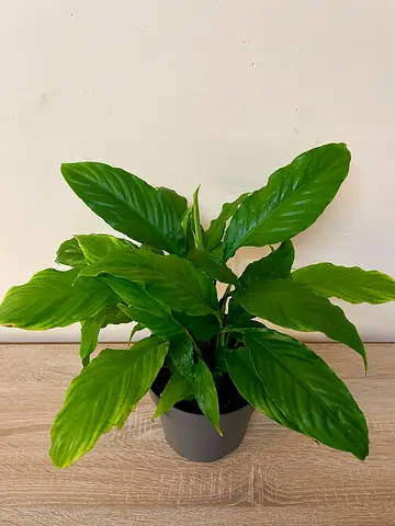 Peace lily