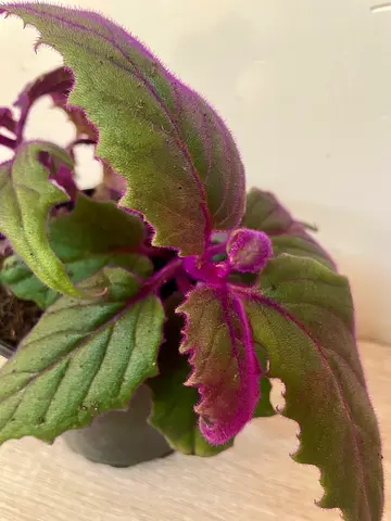 Gynura Purple