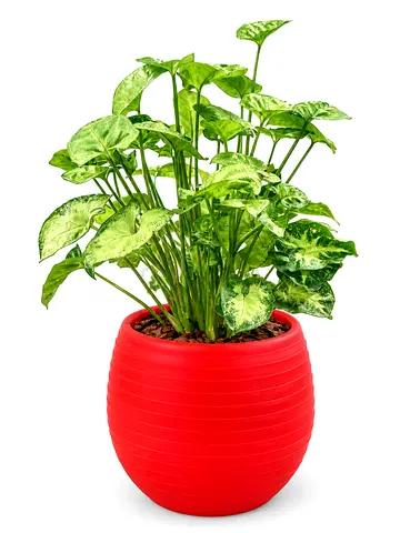 Syngonium – Variegated Arrow Plant with Decorative Pot