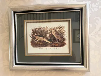 Framed vintage bird print engraving with double mat and silver frame