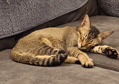 Kitten for free adoption