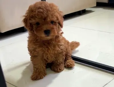 Adorable toy poodle puppies, vaccinated