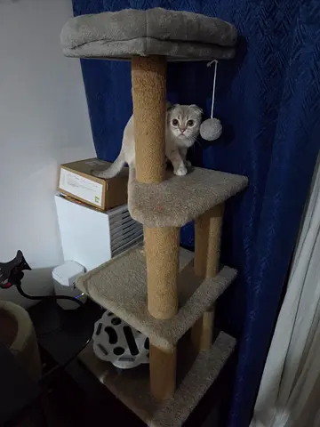 Beige multi-level cat tree with condo and scratching posts - good condition
