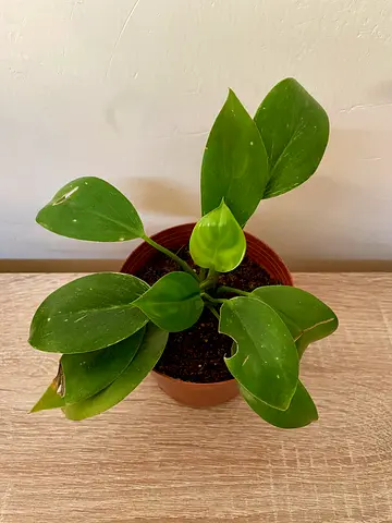 Philodendron Birkin - small