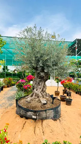 Large Mature Olive Tree in Pot - Ready for Garden or Patio