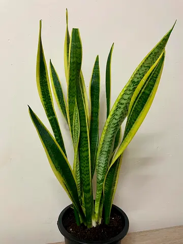 Snake Plant