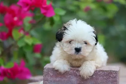 Cute fluffy Shih Tzu puppies — 8 weeks, healthy and playful