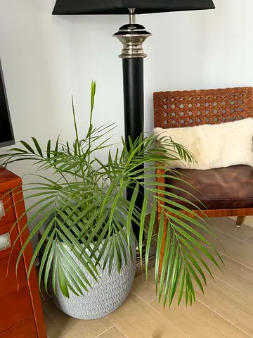 Acrea Palm indoor or out, currently indoors