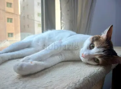 Female Cat Looking for a Loving Home