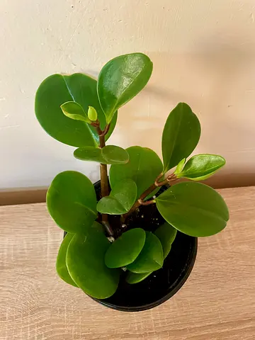 Peperomia