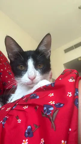 Sweet and cute Coco is available for adoption - friendly and playful