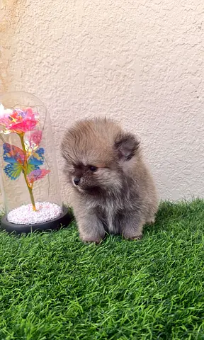 Pomeranian puppies ready for new home