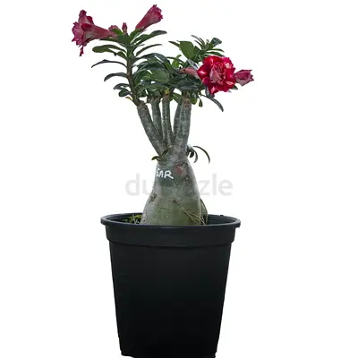 Adenium Obesum (Desert Rose) potted plant - healthy flowering specimen