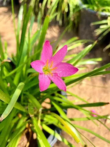 Rain lilies