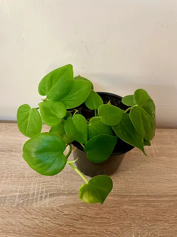 Philodendron