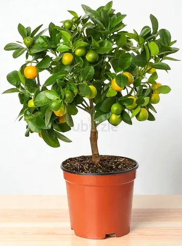 Citrus Lemon “Yellow” (Lemon)